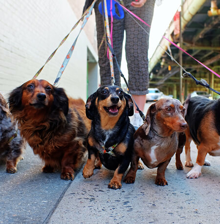 Dog walker faces abuse after dog escapes